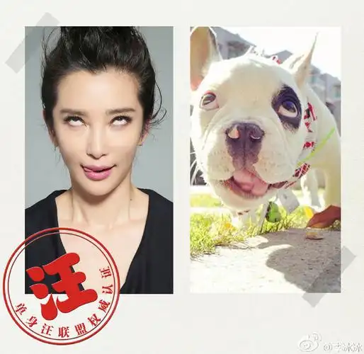李冰冰晒与狗狗神同步表情包