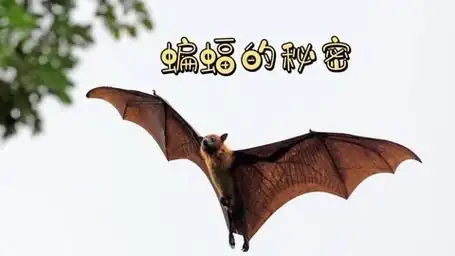 蝙蝠的秘密