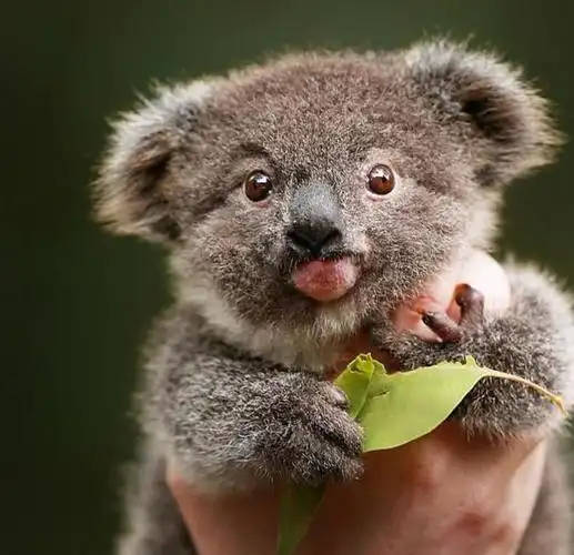 这些萌萌哒的小动物太可爱了可爱又萌的小动物