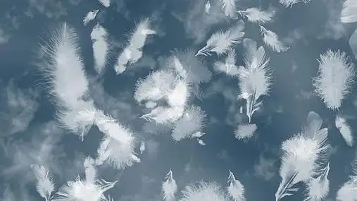 4k唯美白色羽毛舞台背景视频的预览图