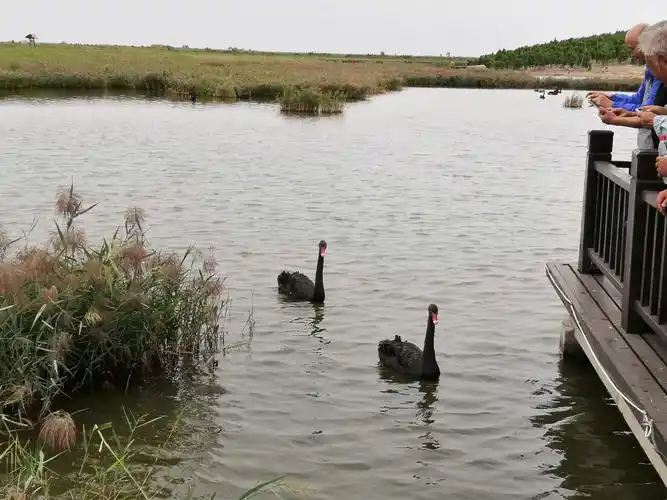 河北省生态自然保护区——黄骅南大港湿地公园 - 美篇