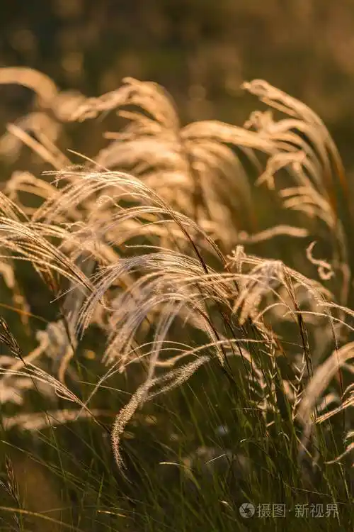 大针茅草原植物中精彩的夕阳光的特写