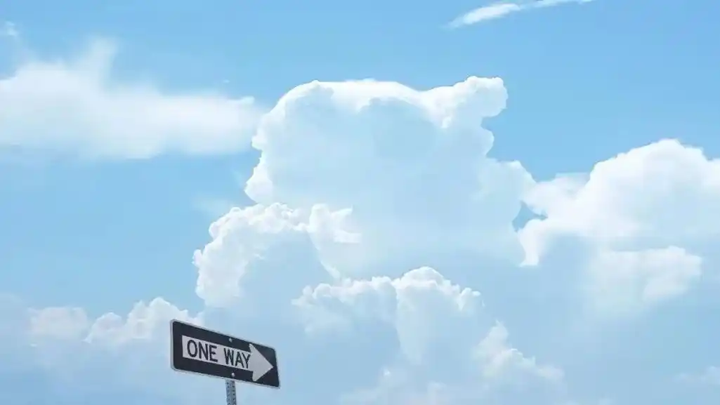 玫瑰正值花期,可我喜欢山茶 治愈小清新背景图>