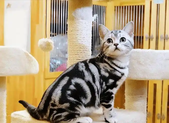 no.1 美国短毛猫