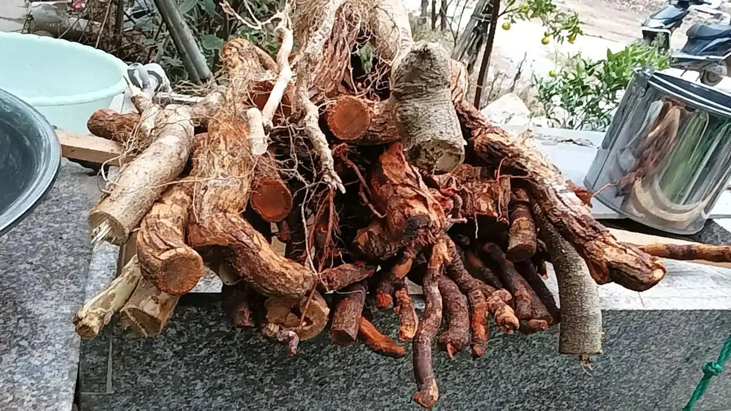 上午挖的野生猕猴桃根!