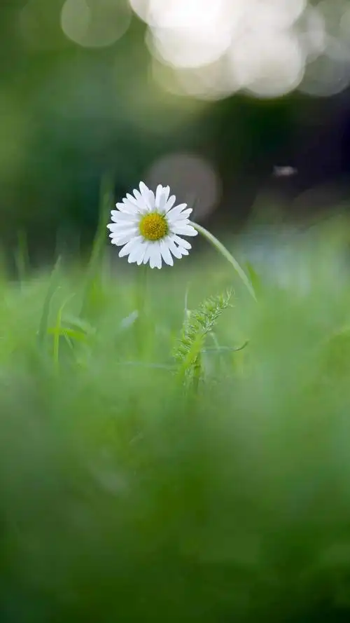 小清新唯美小花儿