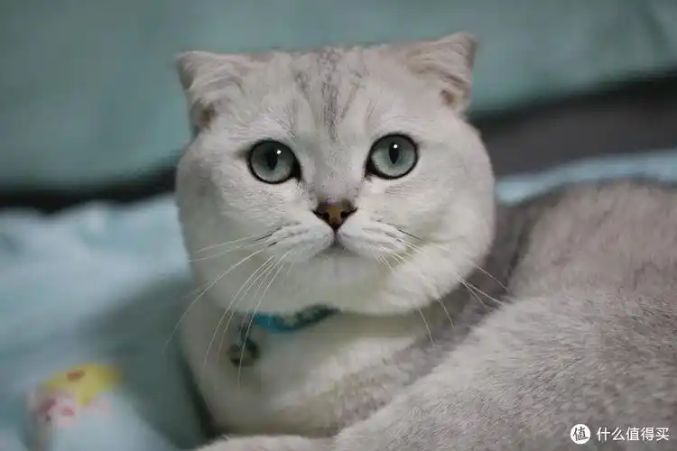 英短银渐层要怎么养 你真的懂了吗_猫咪_什么值得买