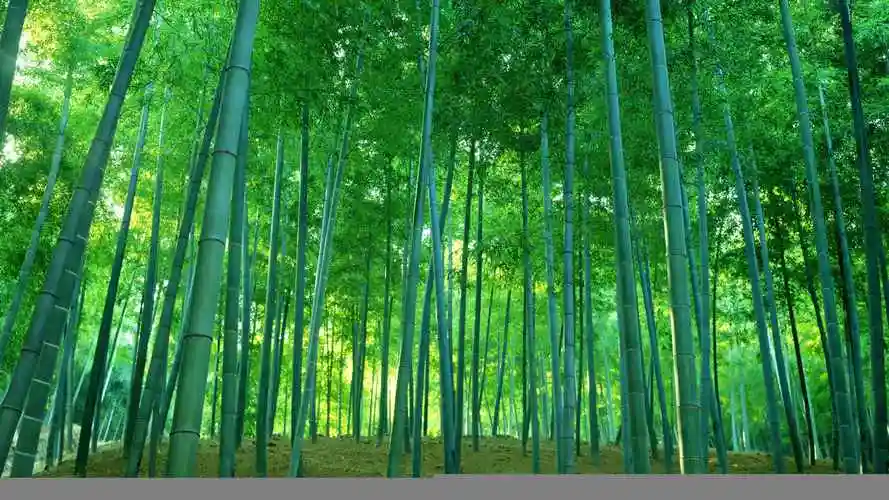 竹林聊天绿色护眼图片-风景壁纸 - 壁纸家