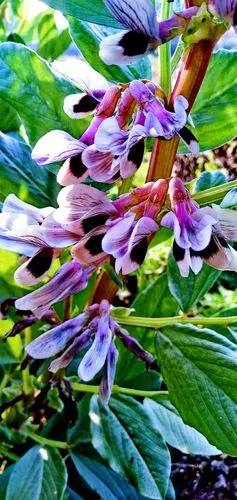 蚕豆花 - 深谷-幽兰 - 图虫