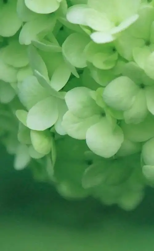 2021,我只想以自己喜欢的方式度过余生