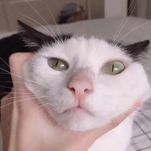 头像 猫咪 可爱