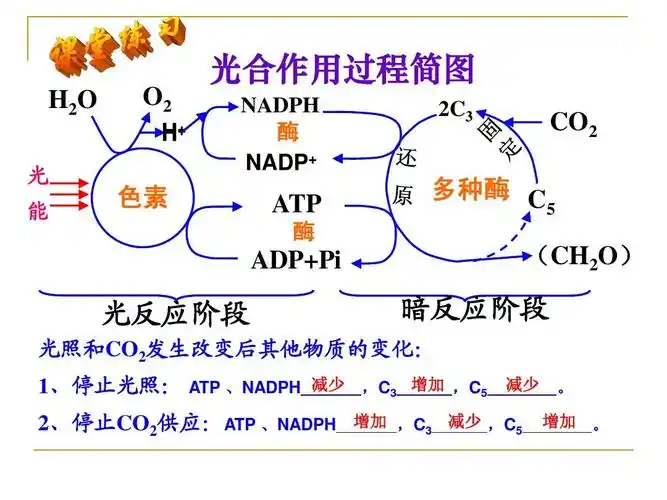 c   (ch2o) adp pi 光反应阶段 1,停止光照: atp ,nadph 减少 暗反应