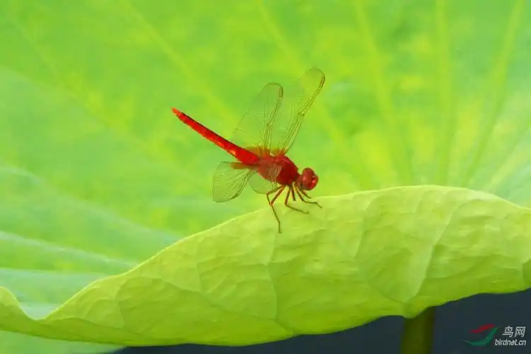 红蜻蜓