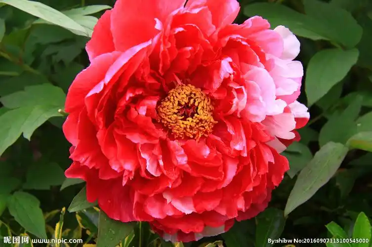 红牡丹花高清图片