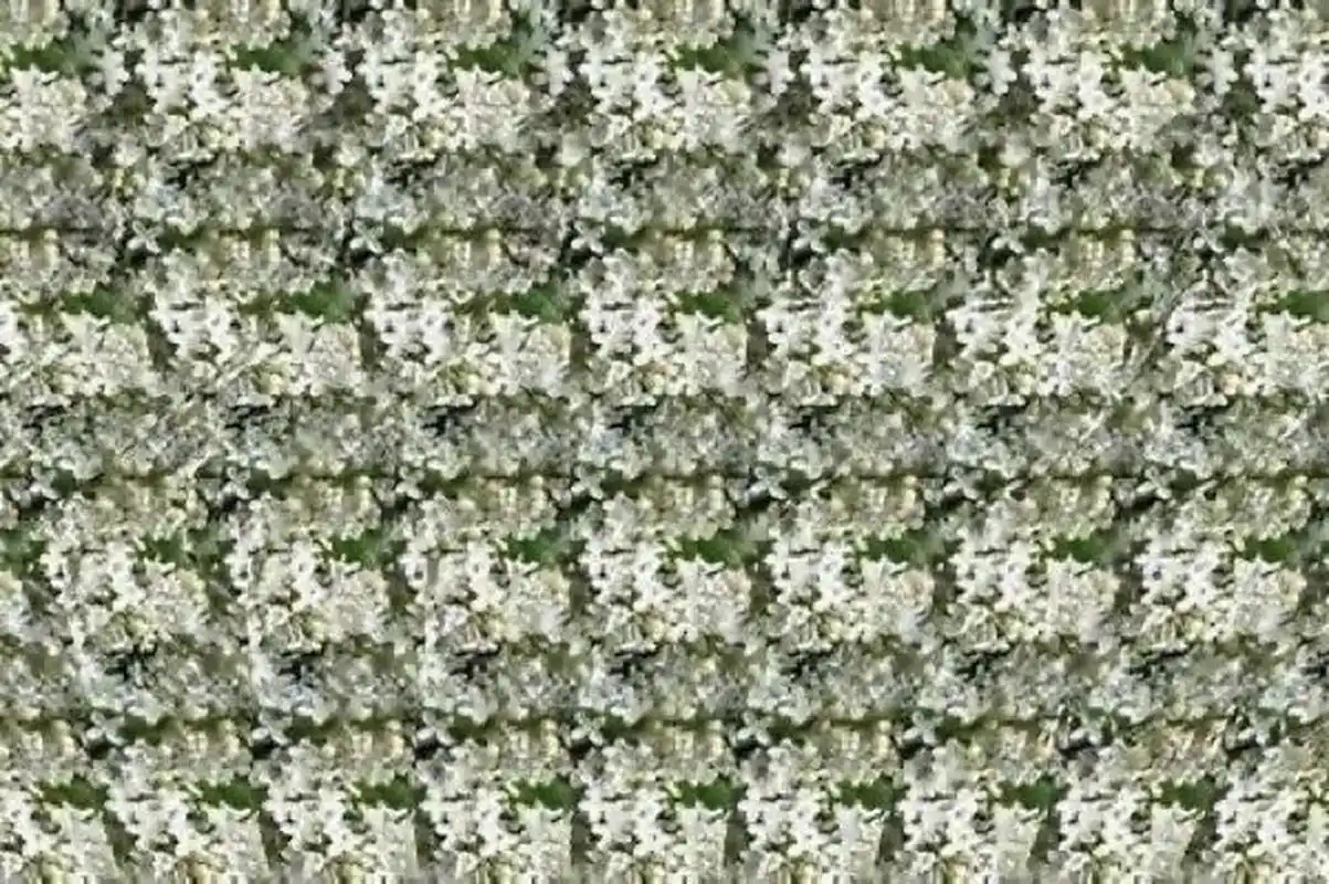 裸眼3d 隐藏图 有点费眼系列 裸眼3d 有点费眼系列 不会看的宝子们