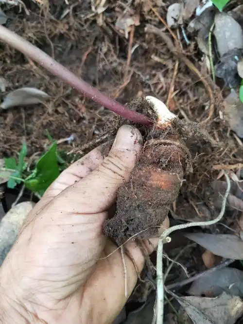 重楼 天然 药材  大自然的馈赠 ￥100.00 已售:0件