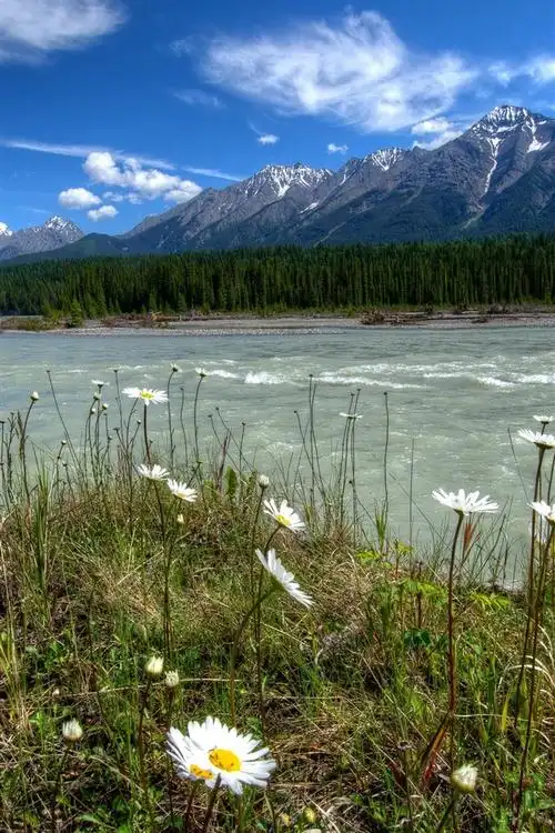 库特尼,加拿大,雏菊,河流,树木,山脉,自然景观 iphone 壁纸