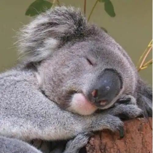 加油补觉…晚安