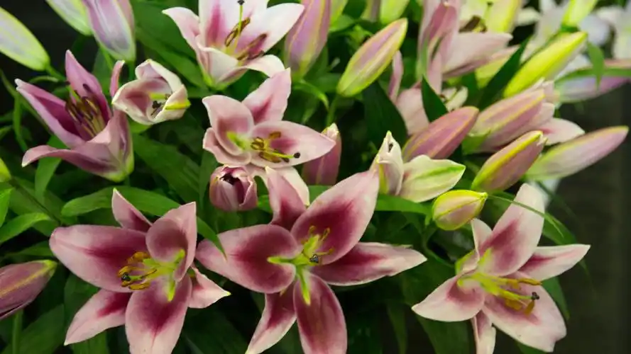 好看的百合花图片高清桌面壁纸