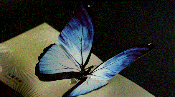 594_331gif 动态图 动图