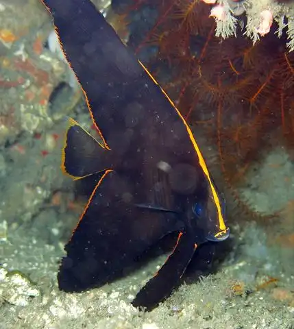 金边蝙蝠鱼,十分难得一见.