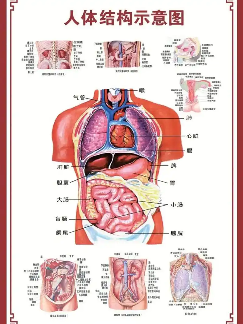 人体结构示意图 07哈喽 各位红薯94宝宝们,这里是李老师的外治大