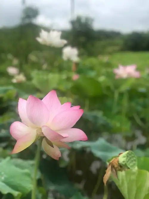 再炎热的夏日看见荷塘景色也会变得凉爽