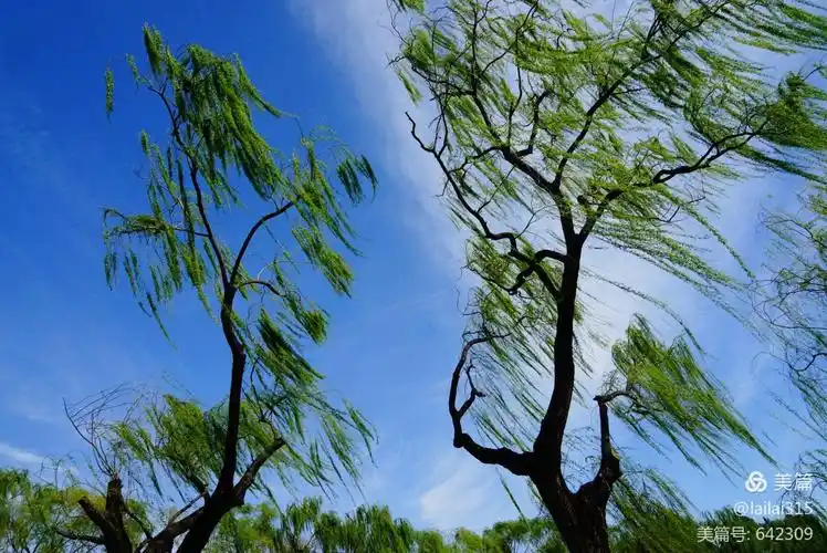 春风吹绿柳,皇园鸳鸯游