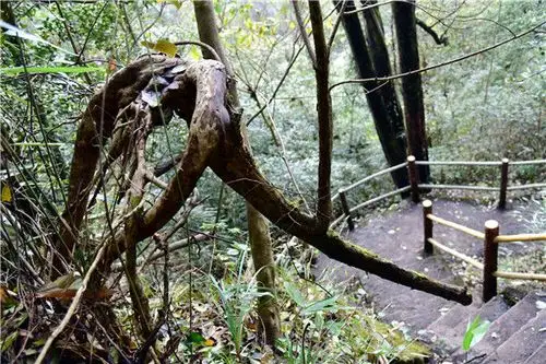 大千世界无奇不有广东金子山一株倒卧的树竟然长出龙的样子