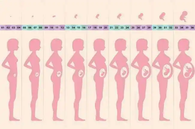 我们学习了我们是怎样来的,学习了妈妈怀孕了肚子的变化[愉快][愉快]