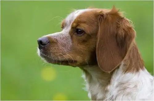 94年狗贵人属什么19年运势,1994年属狗2021年每月运势