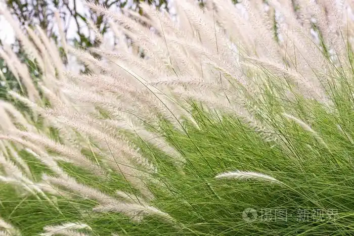 白茅根存在的羽毛草