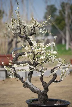 梅花盆景造型