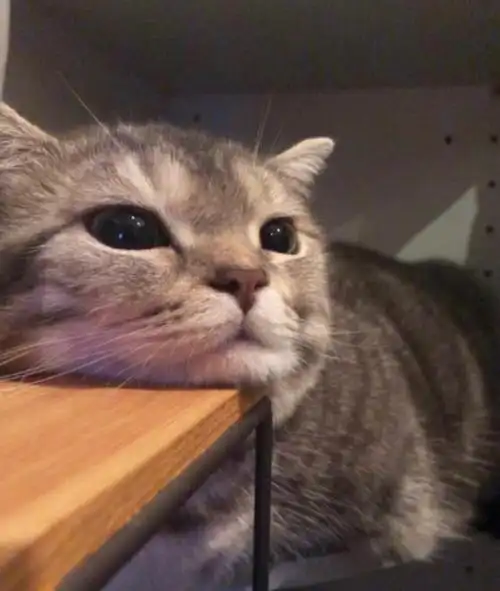 猫咪头像 - 堆糖,美图壁纸兴趣社区