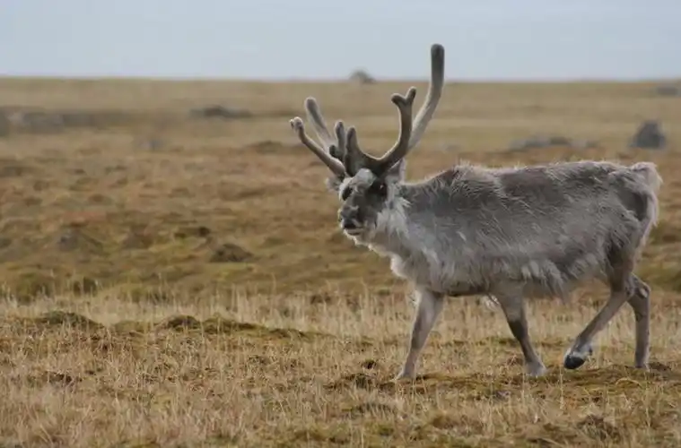 斯瓦尔巴德群岛驯鹿