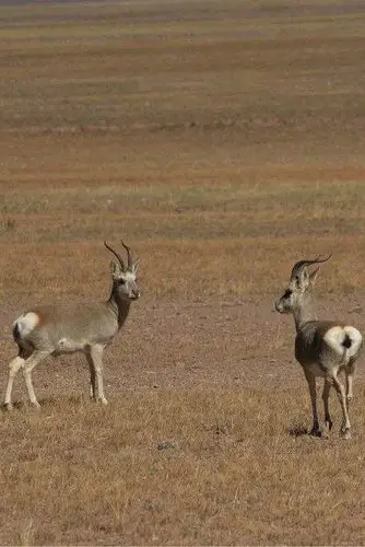 偶蹄目·反刍亚目·牛科·羚羊亚科:黄羊