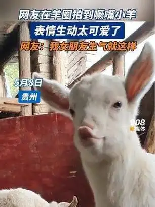5月8日 网友在羊圈拍到噘嘴小羊 表情生动太可爱了 网友:我女朋友生气