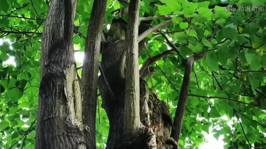 醋溜白菜时先放醋还是先炒白菜厨师长:都不对,难怪炒的不好吃