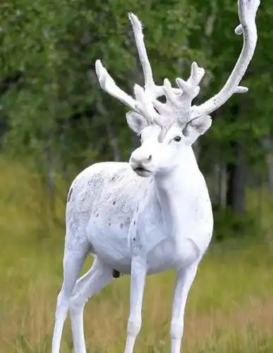 我国首现白色马鹿, 古代称之为瑞兽, 带你全方位扫盲