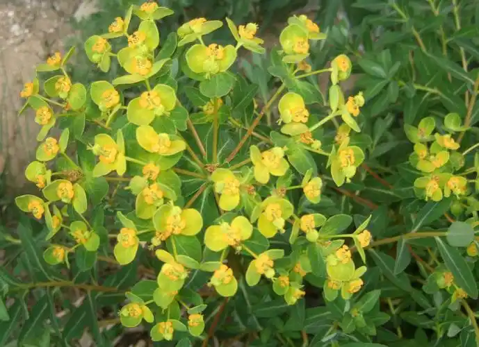 花卉园之八0六(我拍摄的野花野草1)