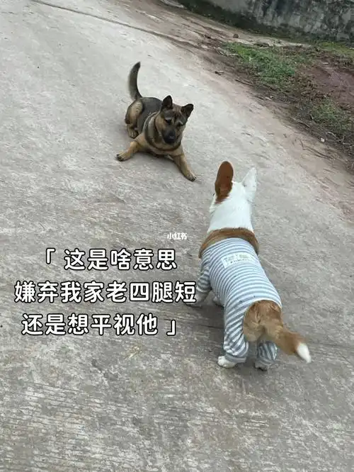 势的那种狗我家狗很怕我老公的妈妈,平时看见我婆婆就会贴着我脚边走