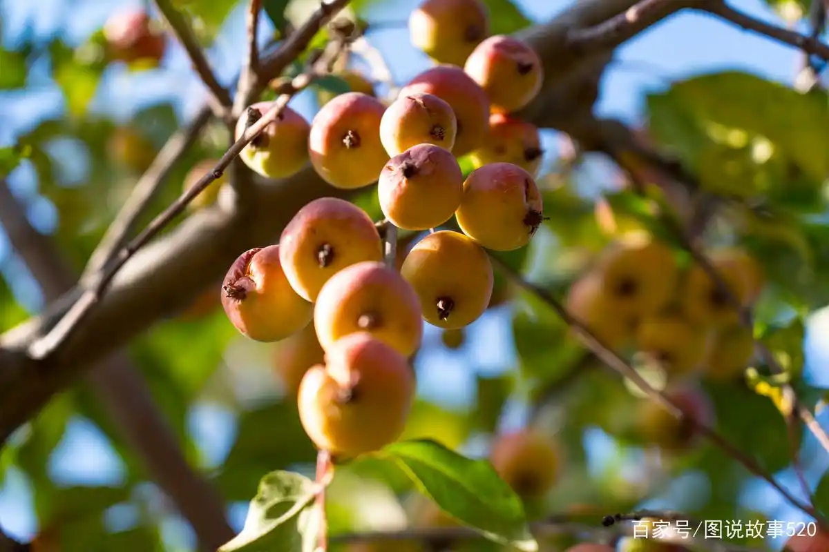 到底该不该摘:北方公园200棵海棠果熟了,宁落地烂了严禁游客摘