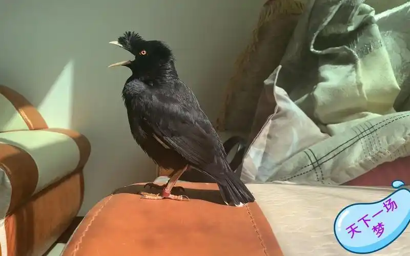 看看这只八哥鸟,已经成功被我养成宠物狗了,唯一不同的是会说话,能飞