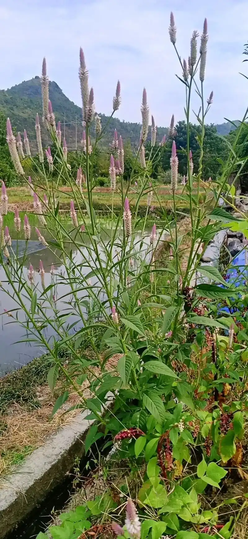 任岁月蹉跎敢问人生几何 ?青青的山,绿绿的水,一草一岁,多 - 抖音