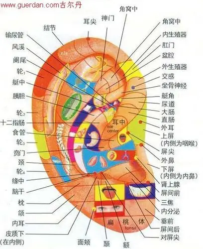 耳穴疗法的取穴原则再全面了解病史的基础上,分清疾病的主次,恰当地