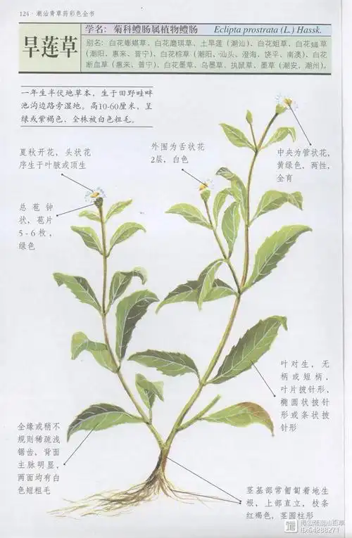 全草入药,有凉血,止血,消肿,强壮之功效.