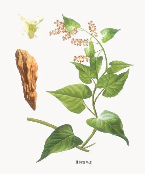 何首乌草药图片 何首乌图片植物图片-图片大观-奇异网