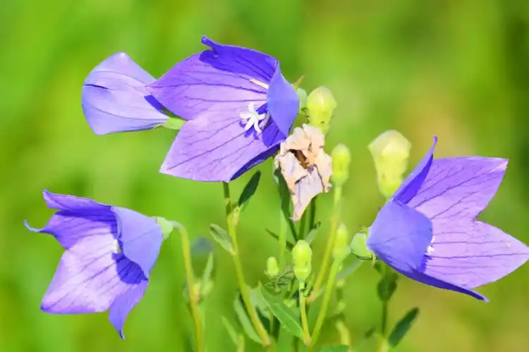 紫蓝色的梦紫蓝色的桔梗花原创摄影