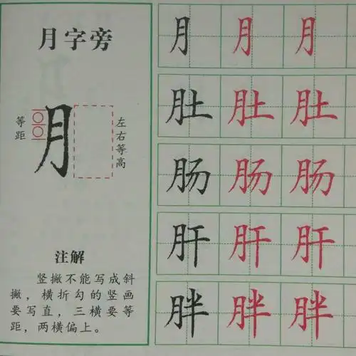 部首之月字
