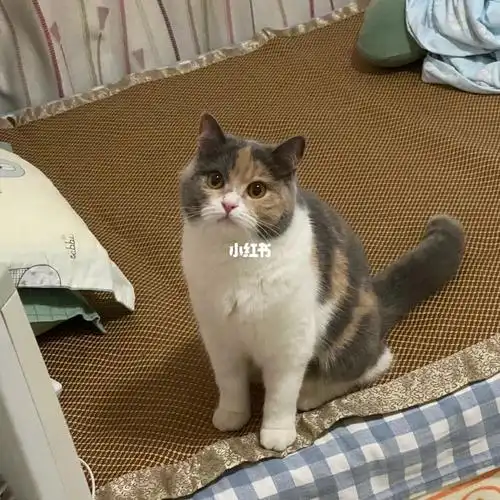 英短三花妹妹的日常